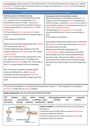 Homeostasis:- Thermoregulation - AQA GCSE Biology 9-1 Revision Sheets