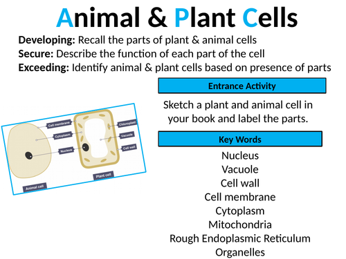 Gcse Biology Animal And Plant Cells Lesson 7 Teaching Resources