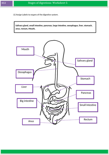 ks3 science worksheets for cell cell specialism and movement of