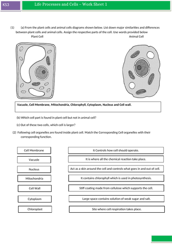 ks3-science-worksheets-for-cell-cell-specialism-and-movement-of