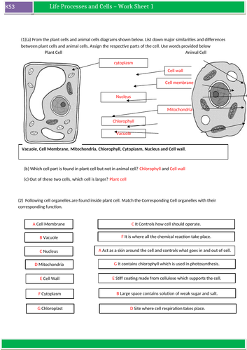 ks3 science worksheets for cell cell specialism and movement of