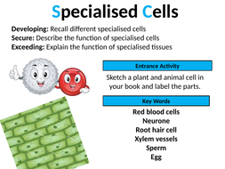 GCSE Biology: Specialized Cells (Lesson 9) | Teaching Resources
