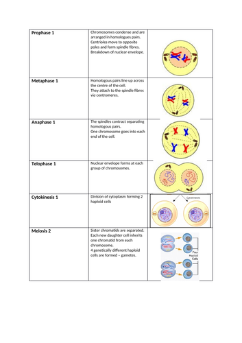 Meiosis - Complete lesson (AS/A2) | Teaching Resources