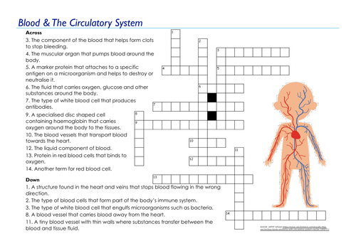 Blood The Circulatory System Crossword EDEXCEL GCSE (9 1) Combined