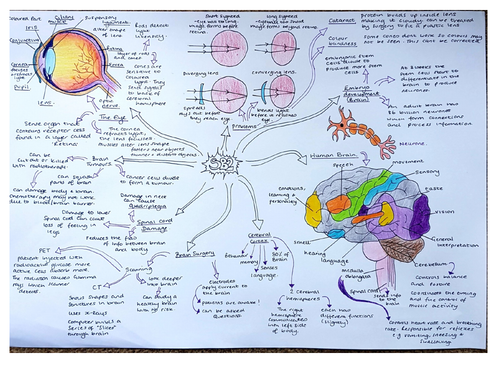 SB2 Cells and Control