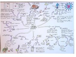 SB5 Health & Disease Revision Mindmap Edexcel Biology | Teaching Resources