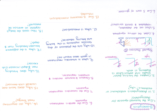 Bioenergetics Question Sheet