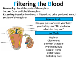 GCSE Biology: Kidney & filtering the blood (lesson 2) | Teaching Resources