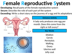 GCSE Biology: Female Reproductive System (lesson 2) | Teaching Resources