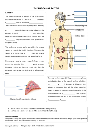 Endocrine System and Hormones