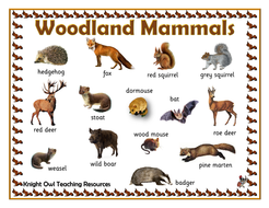 Woodland Mammals Word Mat | Teaching Resources