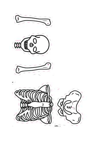 Structure of skeletal system | Teaching Resources