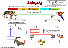 animal classification sorting activity and worksheets teaching