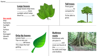 Rainforest homework ks3 07 image