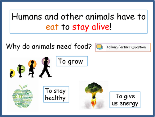 Compare and Contrast the Diets of Different Animals | Teaching Resources