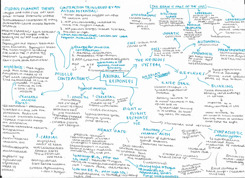 OCR Biology A-Level Revision | Teaching Resources