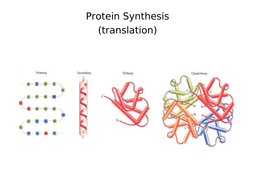 A Level Biology - Protein Synthesis | Teaching Resources