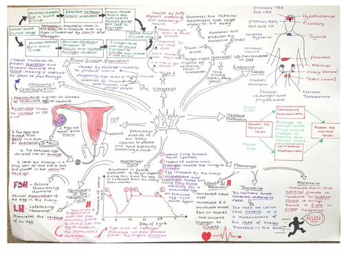 Sb7 Revision Mindmap Hormones And Control Edexcel 9 1 Biology