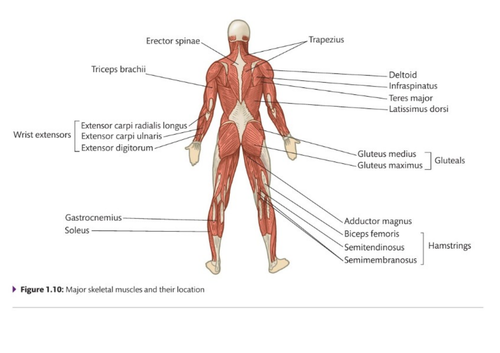 btec-sport-level-3-anatomy-physiology-learning-aim-b-muscles