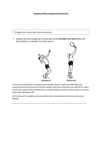 BTEC Sport Level 3 Anatomy & Physiology Learning Aim B: Muscles ...