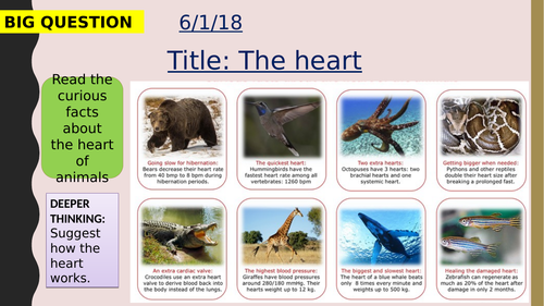 AQA new specification-The heart-B4.3