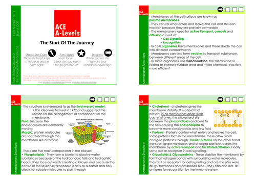 A Level Biology I Section 5 Biological Membranes Revision Cards