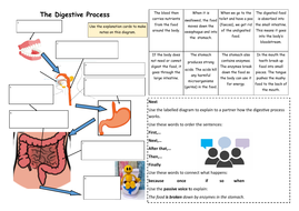 Home learning: Writing an explanation of the digestive system