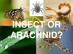 Insect or Arachnid powerpoint | Teaching Resources