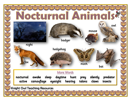 Nocturnal Animals Word Mat | Teaching Resources