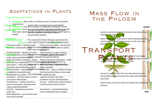Transport in Plants Booklet AS Biology OCR | Teaching Resources