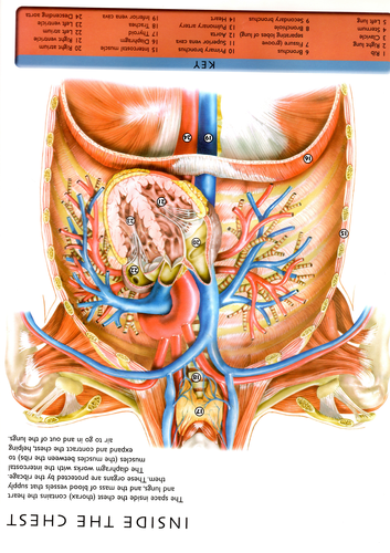 BTEC Level 3 Health & Social Care Unit 3 Anatomy & Physiology LA.A - A1 ...