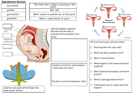 REPRODUCTION REVISION | Teaching Resources