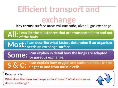 CB8a Efficient transport and exchange (Edexcel Combined Science)
