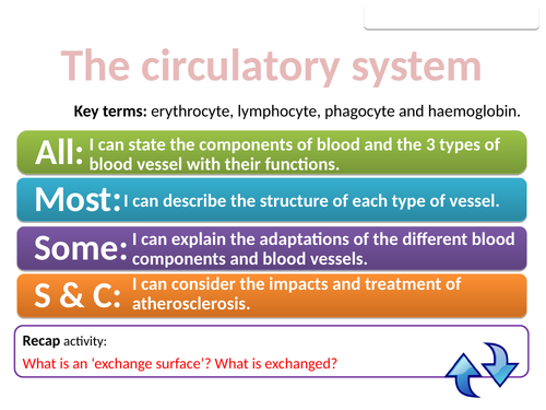 CB8b The Circulatory System (Edexcel Combined Science)