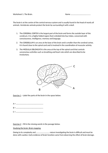 gcse grade 1 9 biology revision worksheets the brain the eye