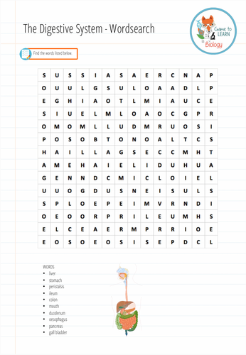 Digestive system - Word search (KS3/4) | Teaching Resources