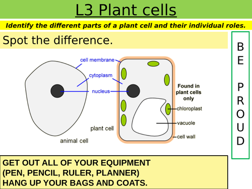 Cells: L3 Plant cells