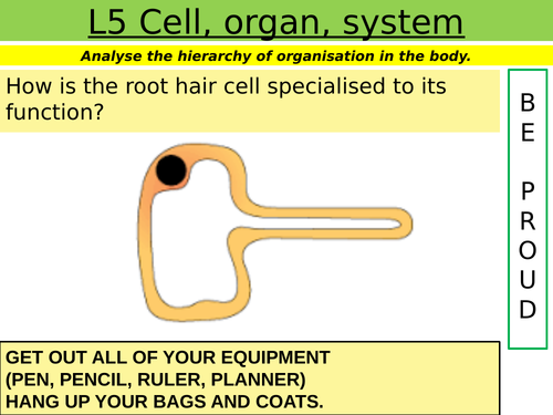 Cells: L5 Cell, organ, system