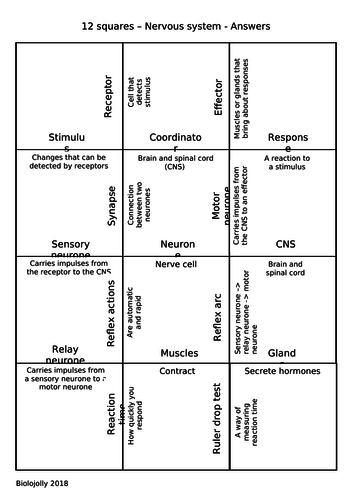 Nervous system - 12 squares
