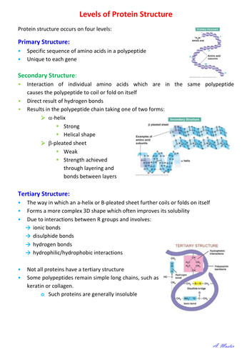 Levels of Protein Structure | Teaching Resources
