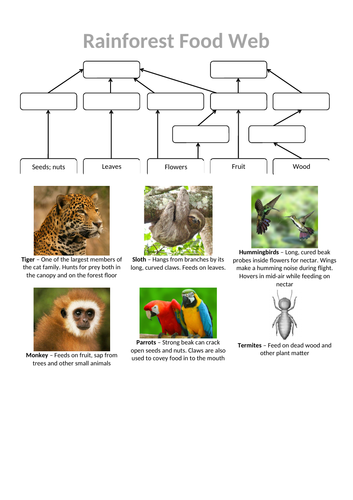 Ecosystems - complete lesson (KS3 1-9) | Teaching Resources