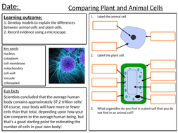 Cells Worksheets | Teaching Resources