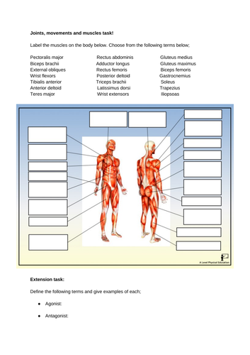 A-Level PE (OCR) Joints, Movements & Muscles (PowerPoint + full ...