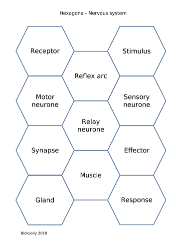Nervous system - SOLO Hexagons