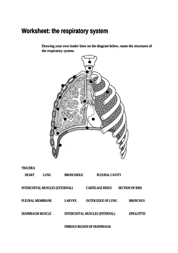 BTEC Sport Anatomy & Physiology | Teaching Resources