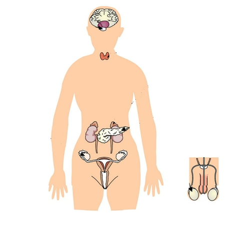 Topic 5 The endocrine system, blood glucose and glucagon AQA trilogy