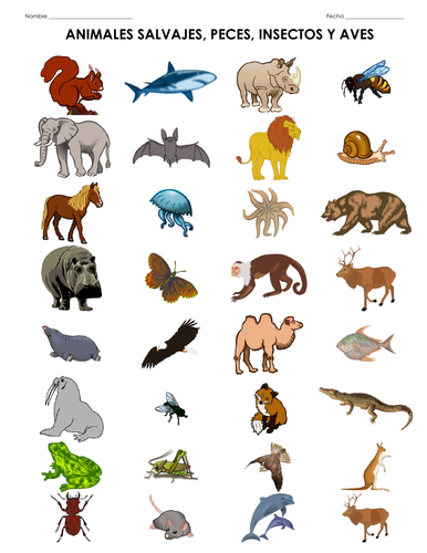 Los animales salvajes - Todo sobre los animales - Worksheet