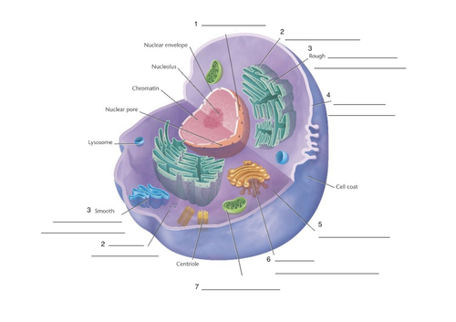 Parts Of The Animal Cell Organelles Biology Station Activity Teaching Resources