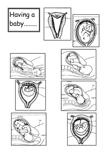 New KS3: Genes - Pregnancy (Lesson 7) | Teaching Resources