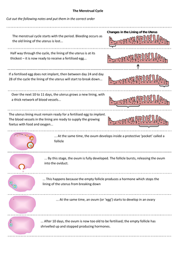 New KS3: Genes - Menstrual Cycle (Lesson 8) | Teaching Resources
